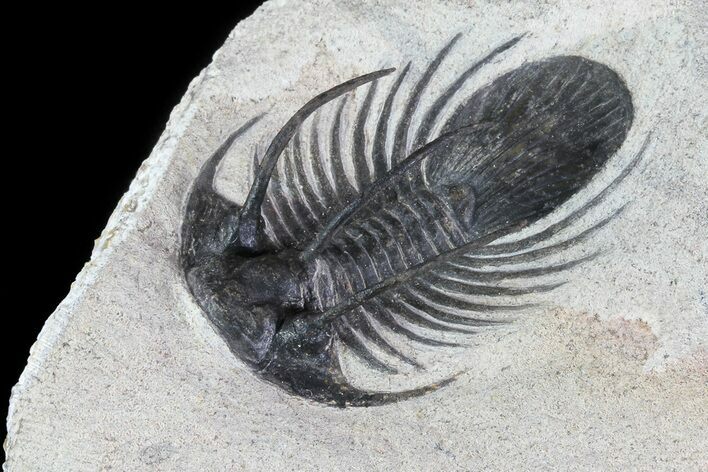 Bargain, Kolihapeltis Trilobite - Long Spines #72891